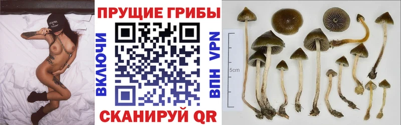 Псилоцибиновые грибы Psilocybine cubensis  Енисейск 